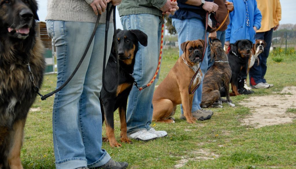 A group of dog owners and their dogs stand in a line during an obedience training session in an outdoor setting. Each owner holds a leash, guiding their dogs as they sit attentively. This structured trianing environment highlights the important of organization through scheduling using a dog training business software. Using this software, trainers can efficiently manage schedules, registrations, and more.