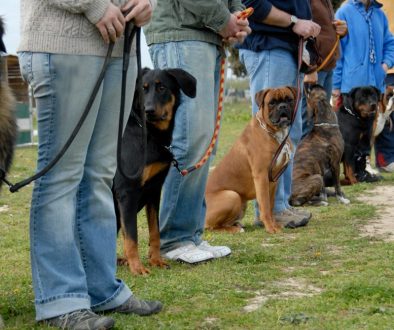 training with dogs A group of dog owners and their dogs stand in a line during an obedience training session in an outdoor setting. Each owner holds a leash, guiding their dogs as they sit attentively. This structured trianing environment highlights the important of organization through scheduling using a dog training business software. Using this software, trainers can efficiently manage schedules, registrations, and more.