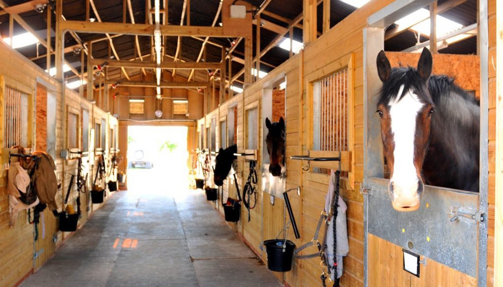 Group of horses standing in their stalls at a well-kept barn, representing the organization possible with stable management software.
