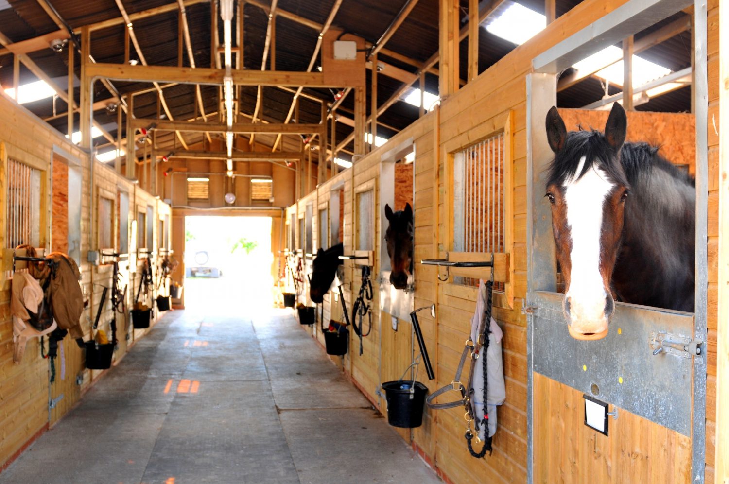 Group of horses standing in their stalls at a well-kept barn, representing the organization possible with stable management software.